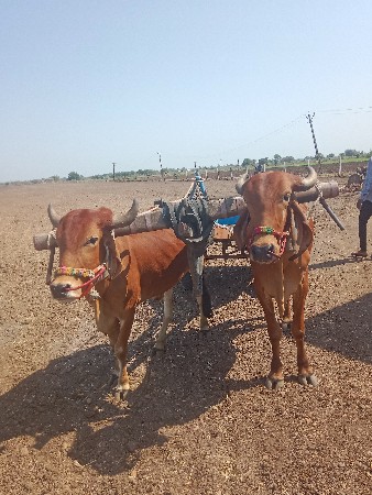 આ નંબર પર કોલ કરવો 8000147566