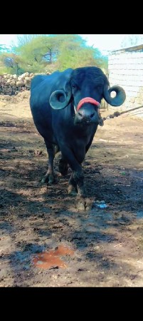 थंबनेल 3