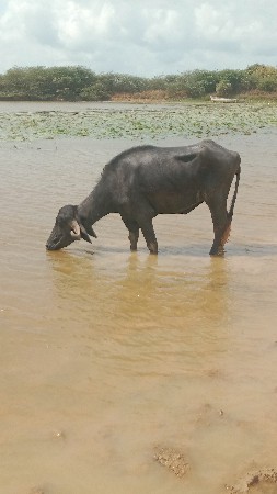 પેલું વેતર ખડેલું વેચવાનું છે