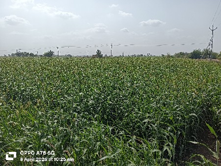 જુવાર વેચવાની છે