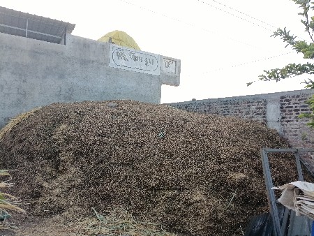 મગફળી નો પાલો