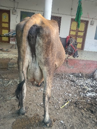 થંબનેલ 3