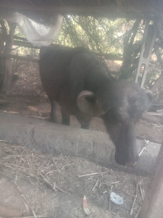 थंबनेल 2