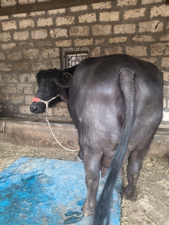 थंबनेल 3