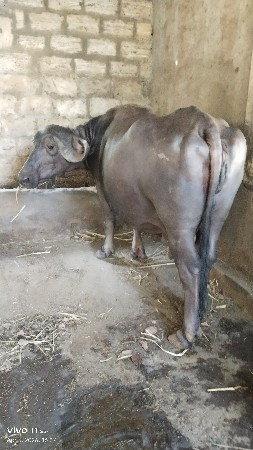 2 બે ભેંશ વેચવાની છે