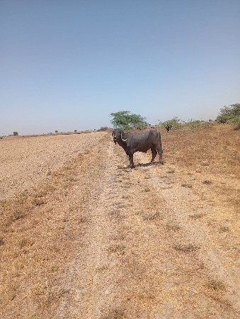 પાડો વેચવા નો છે