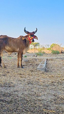 ગોઢલા વેચવાના છે