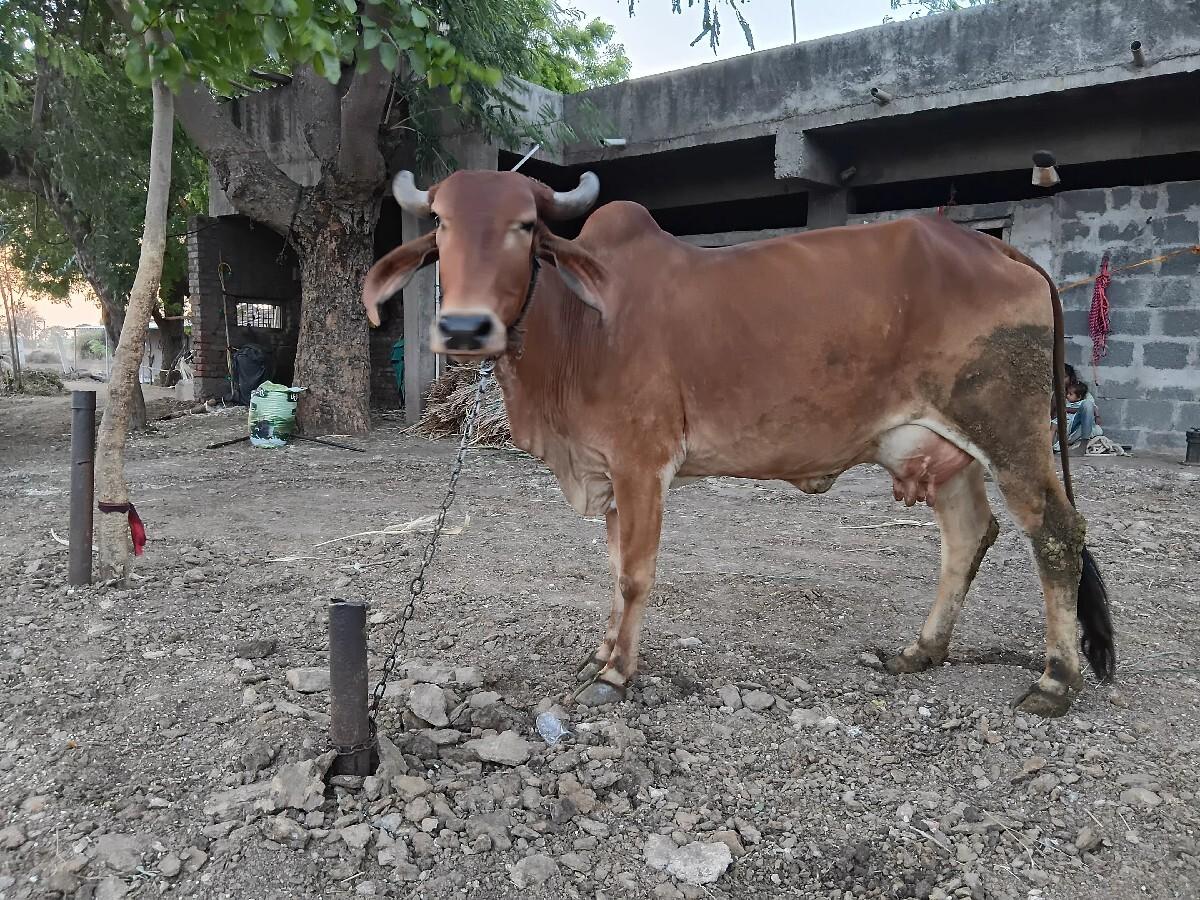 ગાય વેચવાની છે