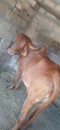ગાય વેચવાની છે