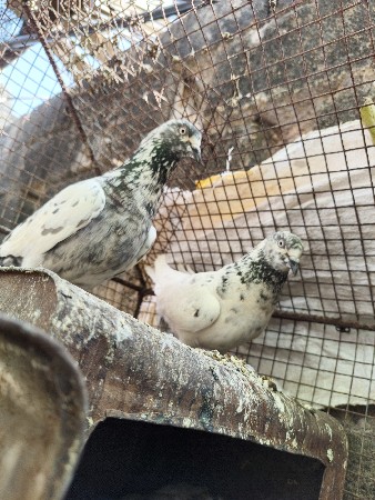 ઉડાનના કબુતર