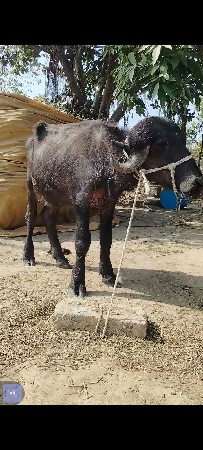 વસ્તુ સારી છે