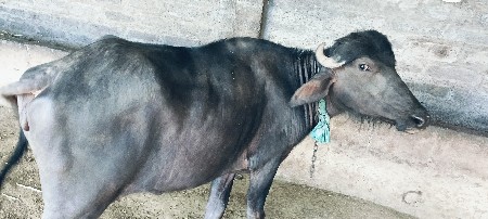 ખાડાય વેચવાની છે