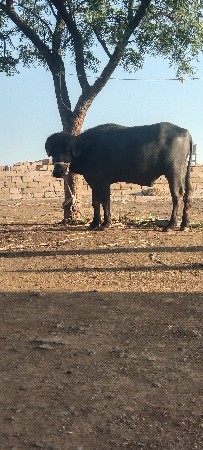 थंबनेल 3