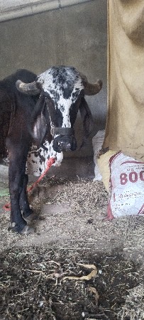 5 મહિના ગાભણ સે