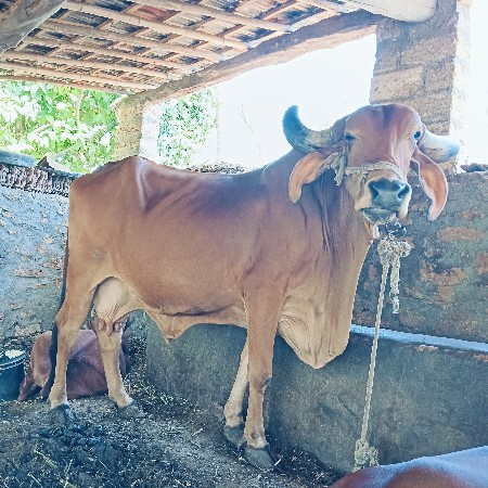 ગાય વેચવાની