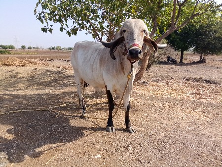 થંબનેલ 3