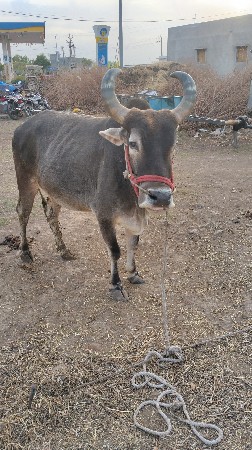 થંબનેલ 3