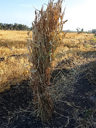 નીરણ વેચવાની છે