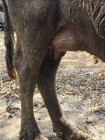 ભેંસ વેચવાની છે