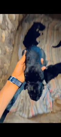 1 મેલ 1 ફેમેલ દેવના સે  કિ