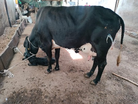 थंबनेल 2