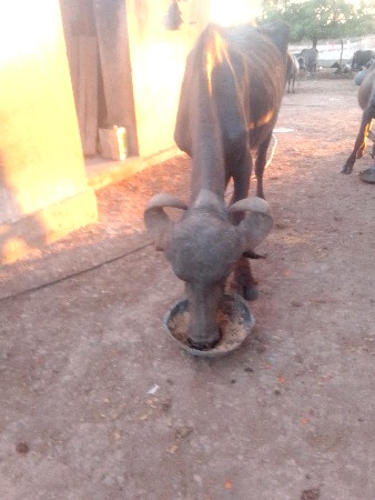 જેમલસીભાઇ