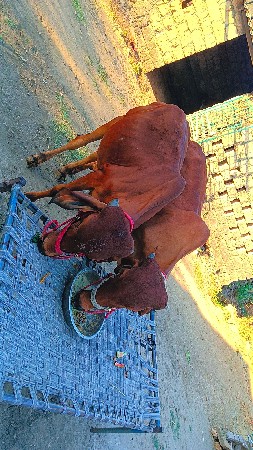 દેશી ગોધલા વેચવાના છે