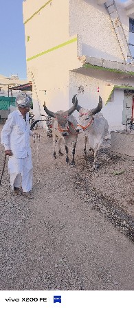 वेसवना