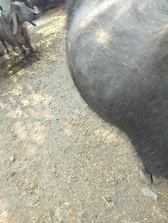 આ ભેંસ વેચવાની છે