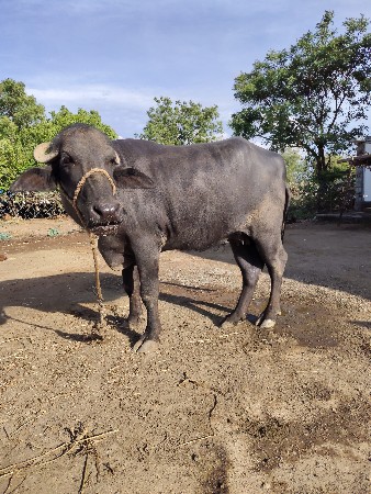 थंबनेल 3