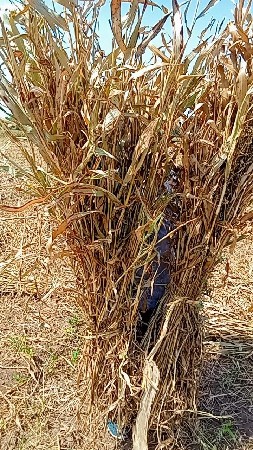 જુવાર નીરણ 
8200989434