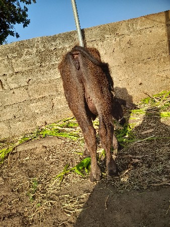 આ ભેંસ વેચવાની છે