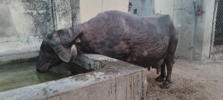 थंबनेल 3