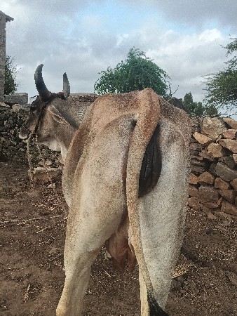 ગાય વેચવાની છે