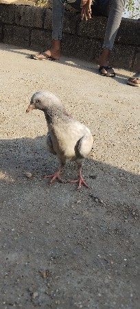 કબૂતર વેચવાના છે