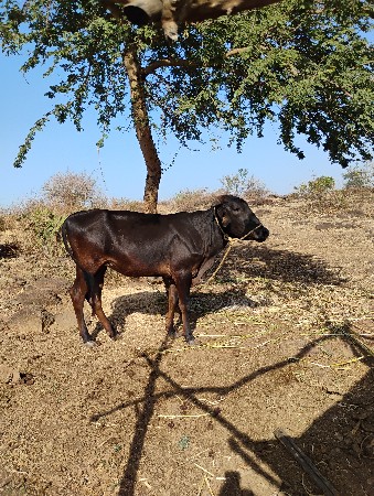 જર્સી ઓડકી વેચવાની છે