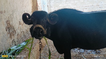 ભેંસ વેચવાની છે