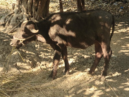 थंबनेल 2