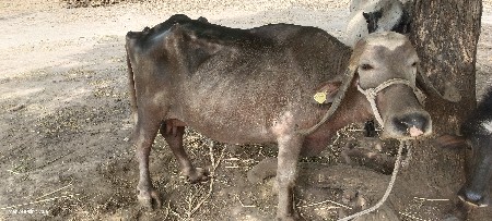 ભેંસ અને પાડો બંને આપવાના સે