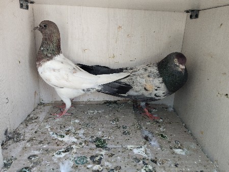 થંબનેલ 3