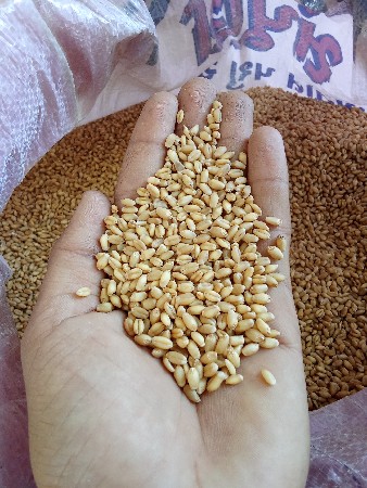 ઘઉં વેચવાના છે