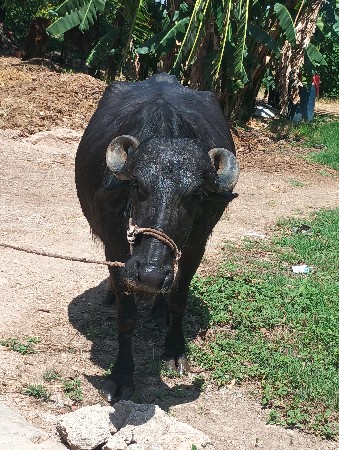 ખળેલી વેચવાની છે