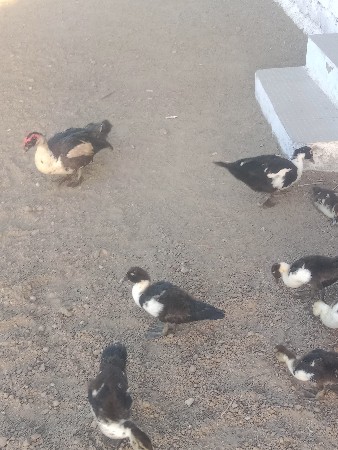 थंबनेल 3