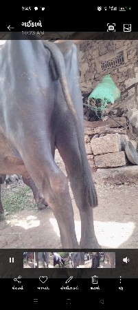 થંબનેલ 3