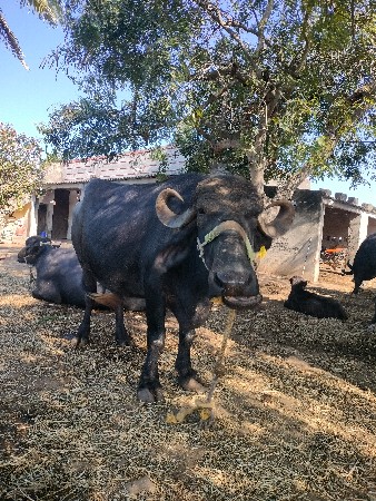 ભેંશ વેચવાની સે