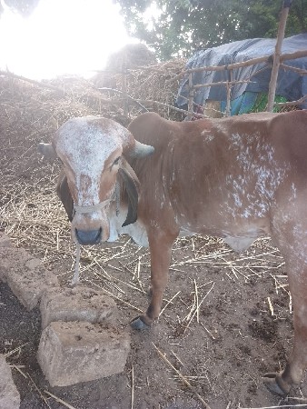 વેચવા ની છે