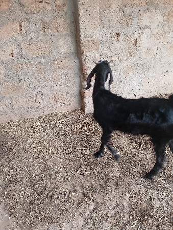 બકરો વેચવાનો છે