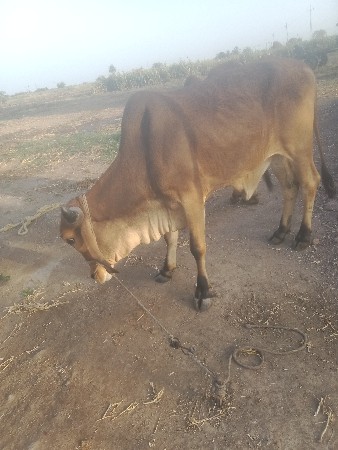 ગોધલા વેચવાના છે