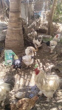 થંબનેલ 2