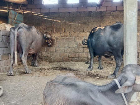 ભેંસ વેચવા ની છે